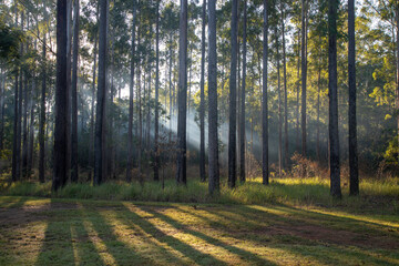 Obraz premium Morning in the forest. Fog is hanging between the trees and highlighted by the penetrating sun rays.