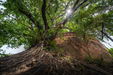 Ancient brick wall also known as Fort of Haiya or Thipanaet and big Bodhi trees in Chiang Mai city, Northern Thailand.
