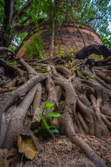 Naklejka premium Ancient brick wall also known as Fort of Haiya or Thipanaet and big Bodhi trees in Chiang Mai city, Northern Thailand.