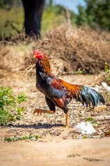 rooster in the farm