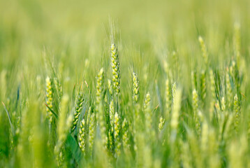 Wheat growing in the wheat field