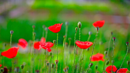 Obraz premium corn poppy flower,in the garden