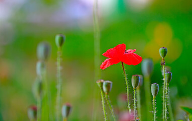 corn poppy flower,in the garden