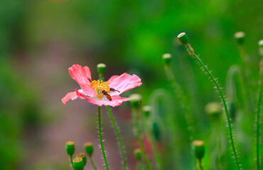 corn poppy flower,in the garden