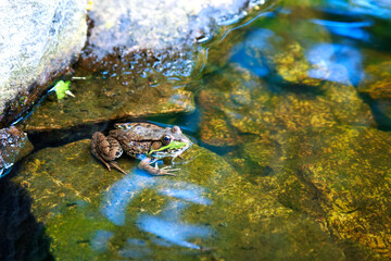 Naklejka na ściany i meble green frog resting on the edge of the pond water on a sunny day
