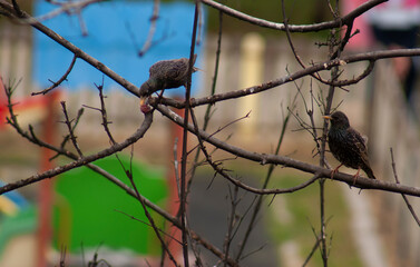 A common starlingс on a tree