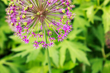 Allium hollandicum 'Purple Sensation' (Dutch Garlic) flower blooming in the garden