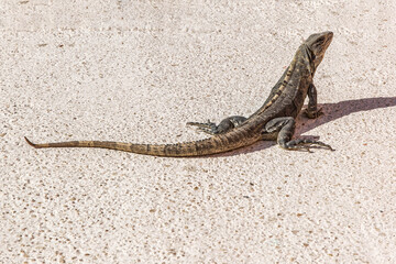lizard on the sidewalk