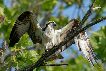 Perched adult osprey with wings spread