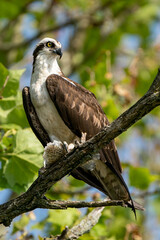 Perched adult osprey