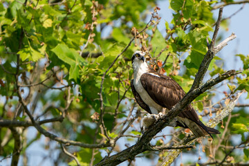 Perched adult osprey