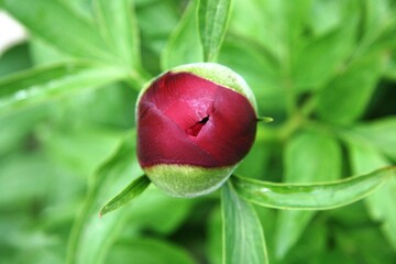 Bud of dark pink peony in the garden on a background of green grass