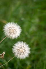 Two white dandelions on green background