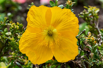 Close-up of a yellow Welsh poppy (Meconopsis cambrica)in the nature
