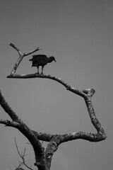 Fototapeta premium black vulture in flight