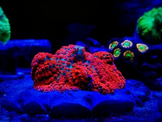 Red & Blue St. Thomas - Rhodactis Mushroom soft polyps ear