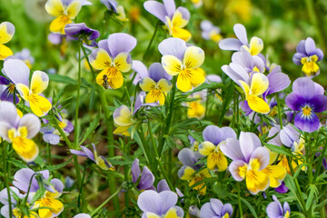 flower fly Syrphidae on flowers, yellow-purple pansies, floral summer background, mimicry 