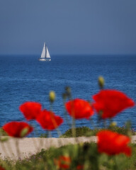 A white sailboat sails into the sea. The red poppies are out of focus against the blue sea.