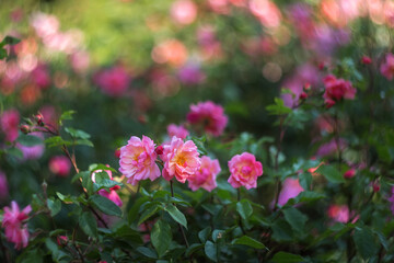 Beautiful rose pink in the sunlight. Selective and soft focus. Rose close-up with a copy of the space. Beautiful spot, bokeh.