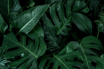 Fototapeta na wymiar Creative tropical green leaves plam monstera and fean layout. Nature spring concept. Flat lay.
