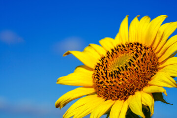 Close Up beautiful sunflower with blue sky.