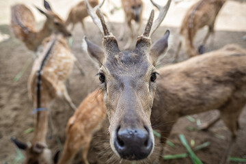 deer in the wild