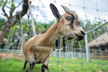 portrait of a young goat on a farm