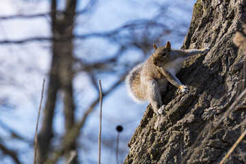 squirrel on a tree