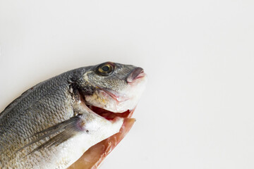 Uncooked sea bream fish on white surface with copy space,top view