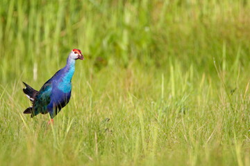 Swamphen in the grass