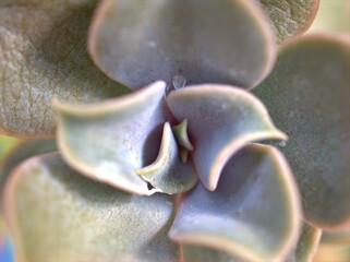 Closeup macro succulent Ghot-plant ,Graptopetalum paraguayense ,cactus desert plants with water drops and blurred background, soft focus for card design