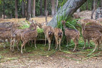 Naklejka na ściany i meble deer in the woods eating green grass under big tree trunk in open zoo