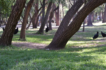 Park XVII.