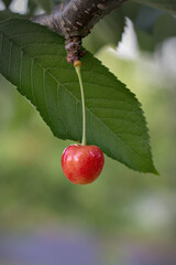 cherry with green leaf and blurred background