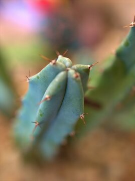 Closeup green cactus, succulent  desert plant with blurred, macro image for background, blur and bright, soft focus, sweet color for card design