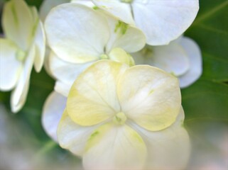 Closeup white petals hydrangea flowers plants in garden with bright blurred background ,macro image ,soft focus for card design