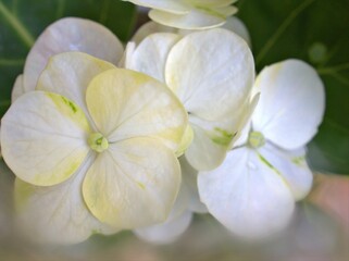 Obraz na płótnie Canvas Closeup white petals hydrangea flowers plants in garden with bright blurred background ,macro image ,soft focus for card design