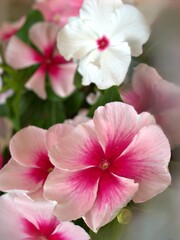 Closeup white -pink periwinkle (madagascar) flowers in garden with soft focus and blurred background ,sweet color ,macro image ,wallpaper