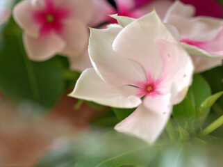 Closeup white -pink petals periwinkle (madagascar) flowers plants in garden with soft focus and blurred background ,sweet color for card design ,macro image ,wallpaper