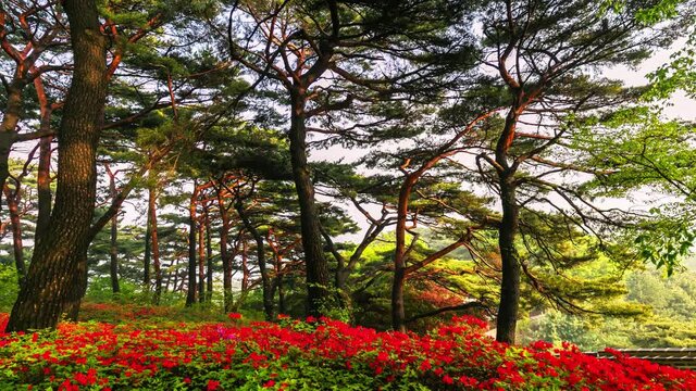  Time Lapse of Park Red Flower in the forest Namhansanseong South Korea