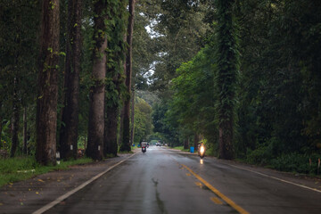 road in the forest during rainy day with wet road and big tree trunks along side 