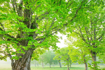 green tree in the park