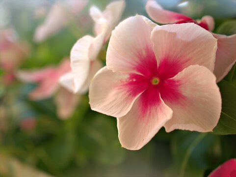 Closeup white -pink petals periwinkle (madagascar) flowers plants in garden with soft focus and blurred background ,sweet color for card design ,macro image ,wallpaper