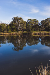 Tasmanian landscape of the Browns River with eucalyptus gum trees reflected on the water