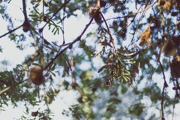 close-up of banksia plant outdoor in sunny backyard