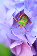 bug on a flower
