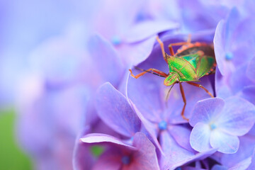 bug on a flower