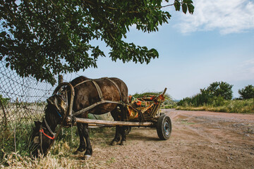 A horse eating grass while connected to an old wooden horse wagon in a small village in Bulgaria.