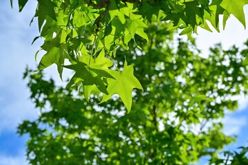 光を浴びて輝くアメリカフウの若葉