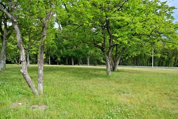 Fototapeta na wymiar 柿の若葉と芝生広場の情景